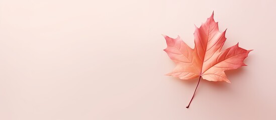 Fallen maple leaf isolated pastel background Copy space