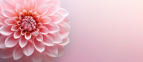 Gorgeous pink flower isolated pastel background Copy space - Powered by Adobe