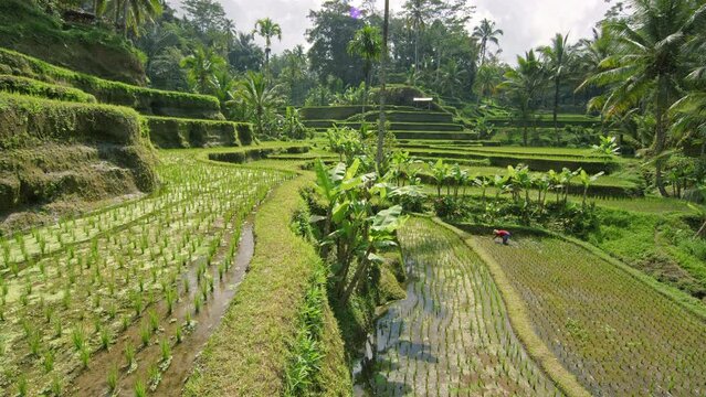 Beautiful Stead Cam Shot Over Paddy Fields in Bali