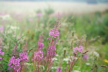 Fireweed or Willow herb  (Chamaenerion angustifolium). Ore mountains, Czech Republic. 