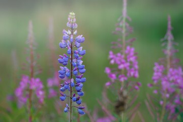 Obraz premium Close up photo of Lupinus (Lupinus polyphyllus). Ore mountains, Czech Republic. 