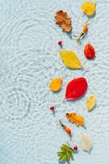 Water background with ripples and drops and colored fallen leaves. copy space