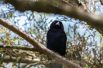 Colombian Birdlife in different habitats