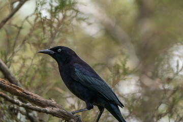 Colombian Birdlife in different habitats