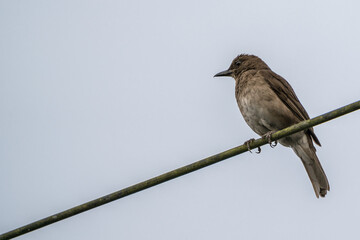 Colombian Birdlife in different habitats