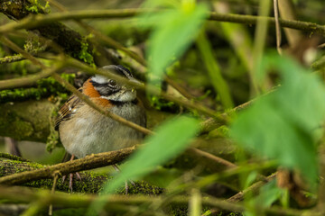 Colombian Birdlife in different habitats