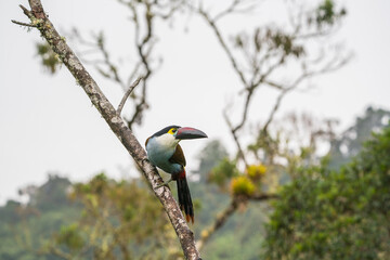 Colombian birdlife in different habitat