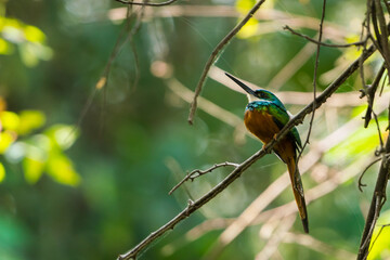 Colombian birdlife in different habitat