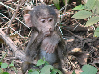 Un jeune babouin mange, en Tanzanie