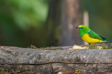 Colombian birdlife in different habitat