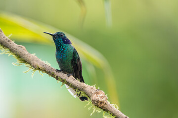 Colombian birdlife in different habitat