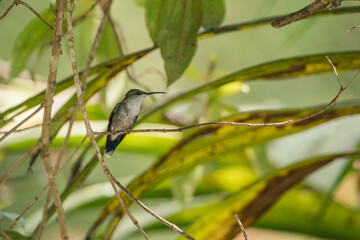 Colombian Birdlife 