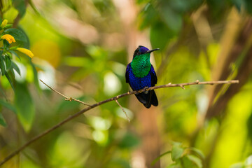 Colombian birdlife in different habitat