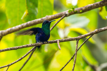 Colombian birdlife in different habitat