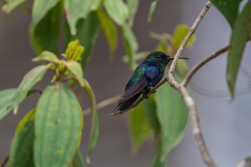 Colombian birdlife in different habitat