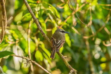 Colombian Birdlife in different habitats