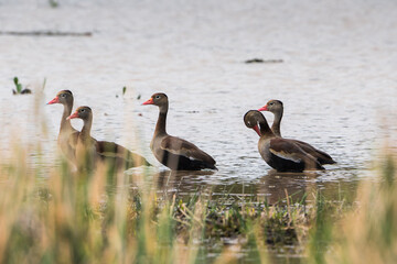 Colombian Birdlife in different habitats