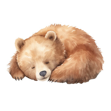 Watercolor sleeping bear. Vector illustration with hand drawn brown bear. Clip art image.