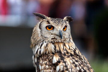 Portrait of a barn owl