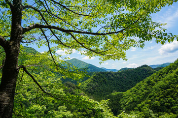 静岡の山中