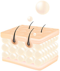 Hyaluronic acid hair and skin solutions, and white collagen serum drop into skin cells.
