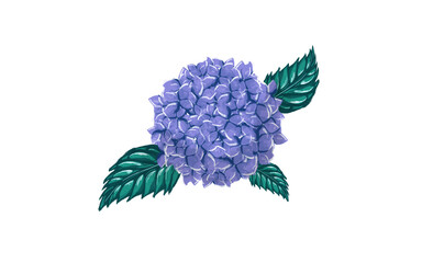 blue hydrangea