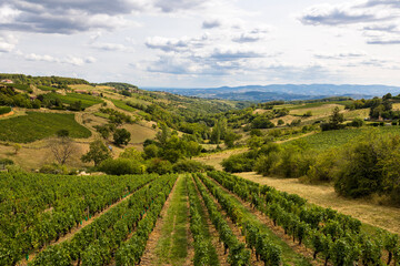 Fototapeta na wymiar Paysage de collines et de vignobles du Beaujolais à proximité du village d’Oingt