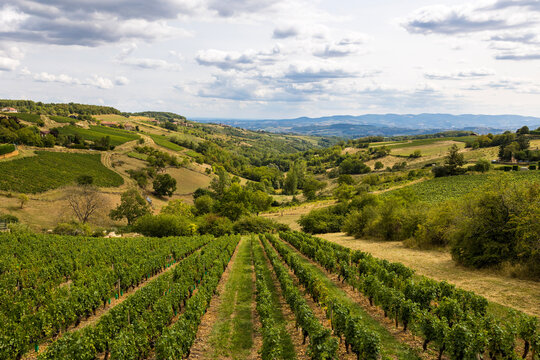 Paysage de collines et de vignobles du Beaujolais &agrave; proximit&eacute; du village d&rsquo;Oingt