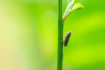 Close up of a leafhopper (or Cicadella viridis) rests on a green stem of the Phyllanthus urinaria plant