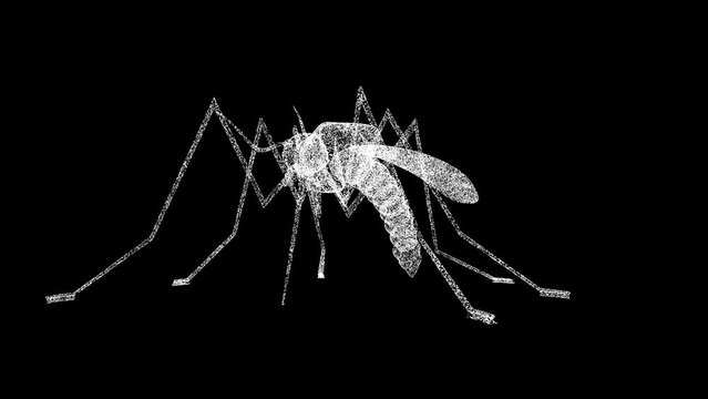 3D Mosquito rotates on black background. Insects and nature concept. Dangerous insects. Business advertising backdrop. For title, text, presentation. 3d animation 60 FPS
