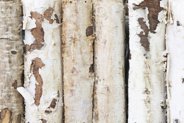 White birch bark texture. Closeup tree skin background. Natural tree bark pattern. Birch bark is used as fire starter in survival. Birch fence branch texture.