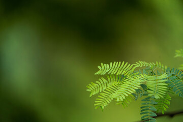 leaves in the forest, Spring in forest spring leaves, green leaves background, Closeup of beautiful nature view green leaf on blurred greenery background, using as background wallpaper cover page 