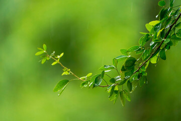 leaves in the forest, Spring in forest spring leaves, green leaves background, Closeup of beautiful nature view green leaf on blurred greenery background, using as background wallpaper cover page 