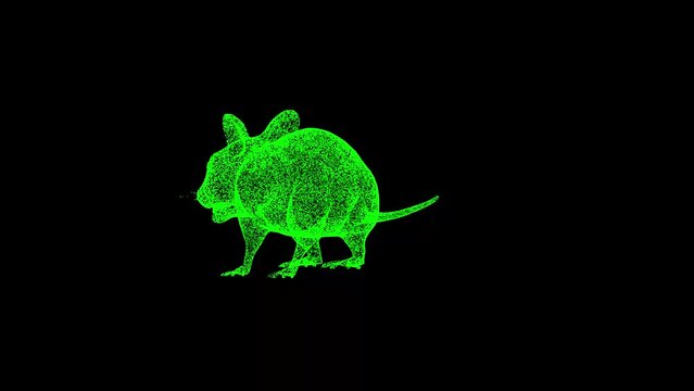 3D Mouse rotates on black background. Small animals concept. Rodents and pests. Business advertising backdrop. For title, text, presentation. 3d animation 60 FPS
