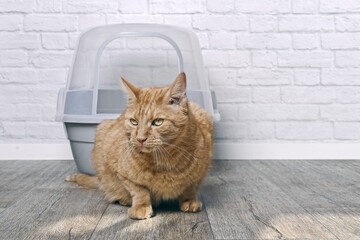Red  cat sitting in front of a litter box and waiting. Horizontal image with copy space.