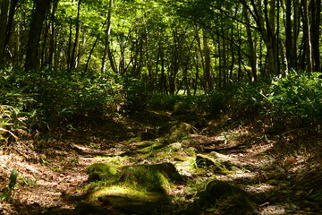 Obraz premium 散策路