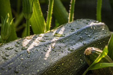 Fresh green zucchini ripening growing in the garden. Young vegetable and flowers.Fresh farm vegetable, harvest in organic farm