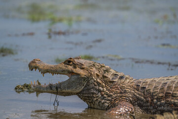 Colombian Wildlife in Different Habitats