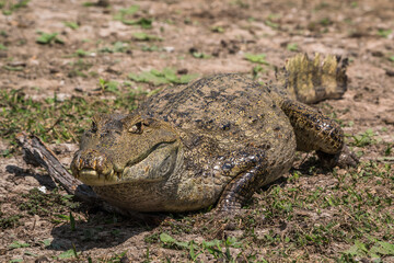 Colombian Wildlife in Different Habitats