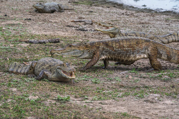 Reptiles in a Colombian wetland area