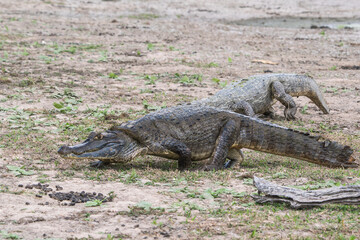 Colombian Wildlife in Different Habitats