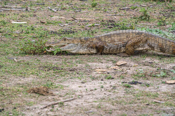 Colombian Wildlife in Different Habitats