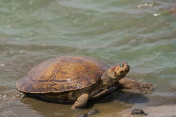 Colombian Wildlife in Different Habitats
