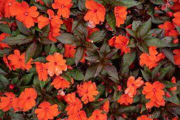Creative layout made of flowers and leaves. Flat lay. Nature concept