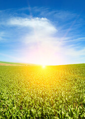 Green field of corn and bright sunrise. Vertical photo.