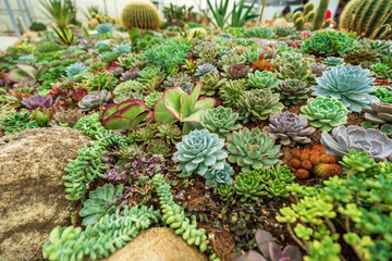 Close up succulent plants garden viewed from above.