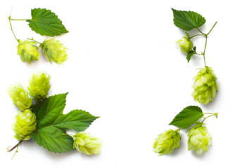 frame border; fresh hop seed cones and leaves collection with real transparent shadow isolated on transparent background; png food design element