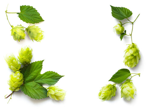 frame border; fresh hop seed cones and leaves collection with real transparent shadow isolated on transparent background; png food design element