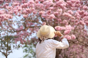 asian woman travel at Pink Trumpet garden,Kasetsart University Kamphaeng Saen Campus, Nakhon Pathom Province, Thailand