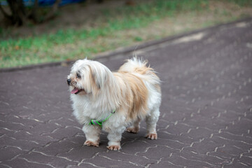 The background of one type of land animal is a horse, which is eating grass and is a fast animal used for transportation and showing.